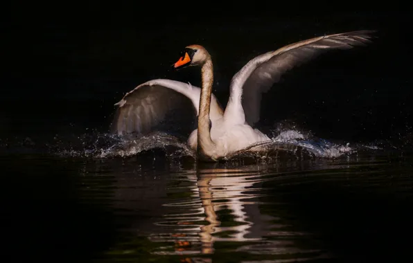 White, bird, wings, black background, swans, pond, stroke, photoart