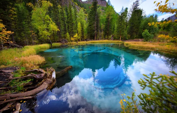 Forest, mountains, lake, reflection, shore, driftwood