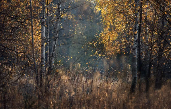 Autumn, forest, grass, light, branches, nature, foliage, birch