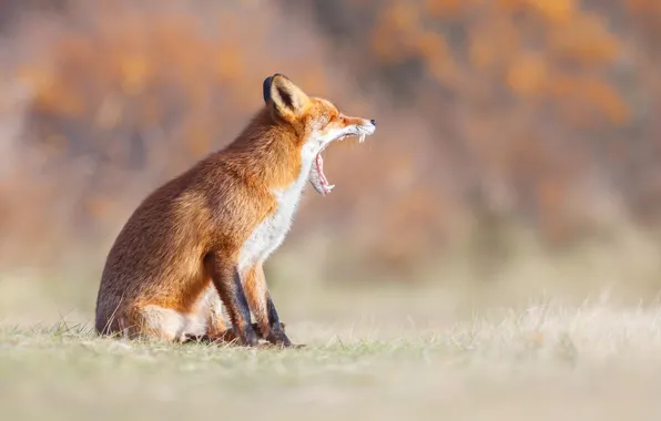Nature, Fox, mouth, red, yawns