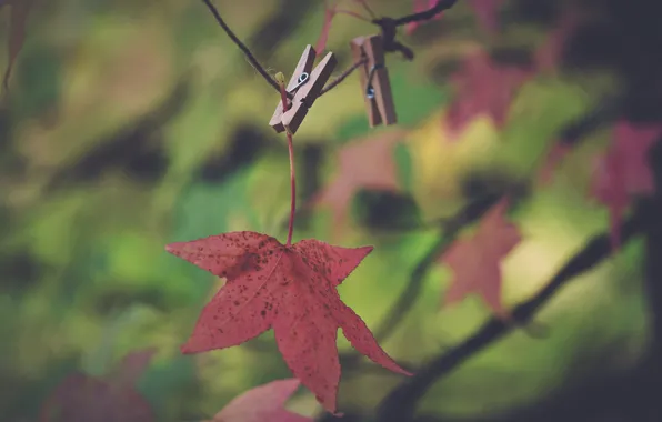 Autumn, sheet, clothespin