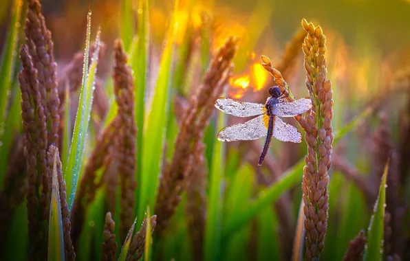 Grass, drops, macro, light, Rosa, stems, plants, dragonfly