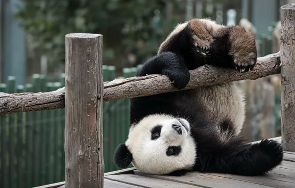 The fence, baby, bear, Panda, bear, log