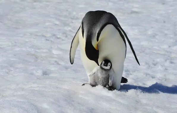 Winter, light, snow, birds, nature, shadow, penguins, baby