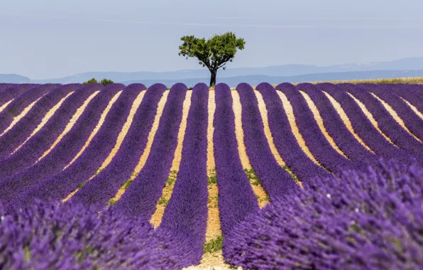 TREE, HORIZON, The SKY, FIELD, FLOWERS, LINE, LAVENDER, SYMMETRY