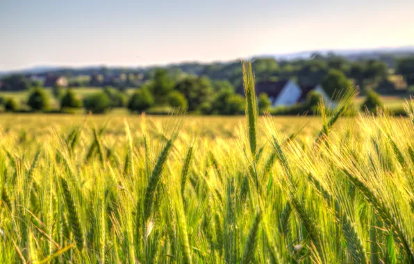 Wheat, the sky, field, the countryside, bokeh, farm, wheat field