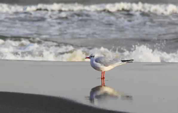 Sea, ocean, bird, wave, seagull