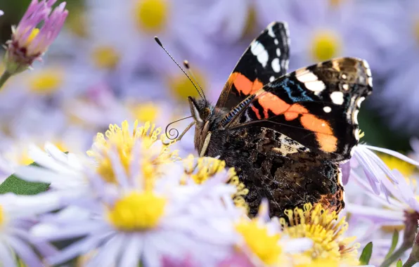 Picture macro, flowers, butterfly, insect