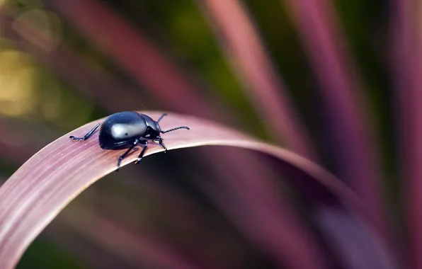 Nature, background, beetle