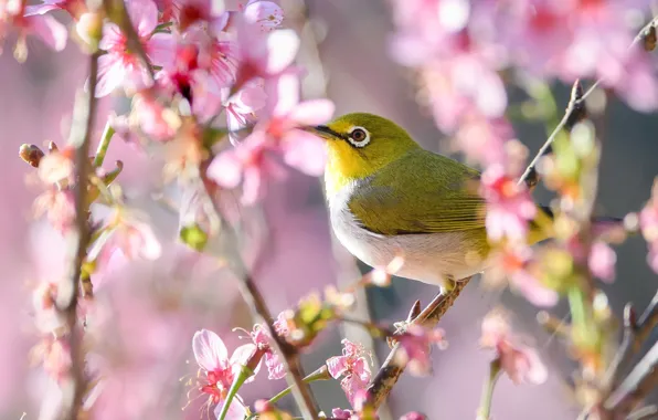 Branches, bird, Sakura, flowering, flowers, Japanese white-eye