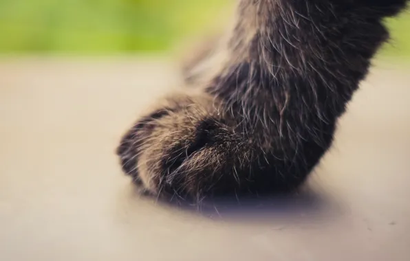 Picture cat, cat, background, paw