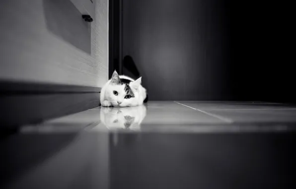 Picture cat, cat, the door, tile, black and white, white, wardrobe