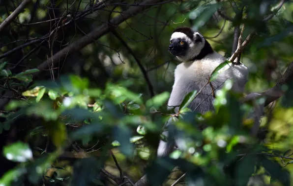 Light, branches, tree, thickets, foliage, lemur, the bushes, bokeh