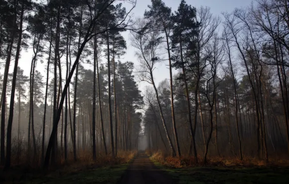 Picture road, forest, dawn