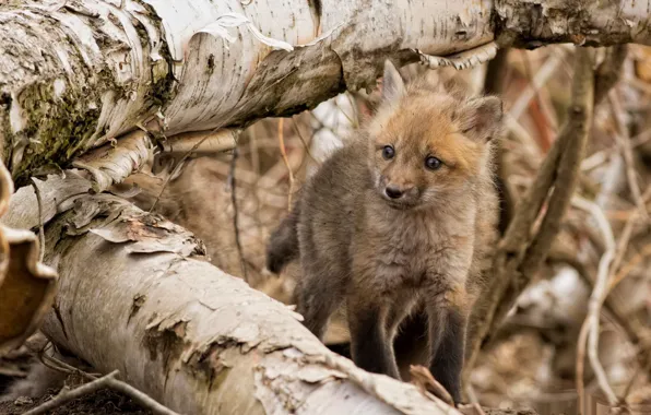 Fox, birch forest, tree branches