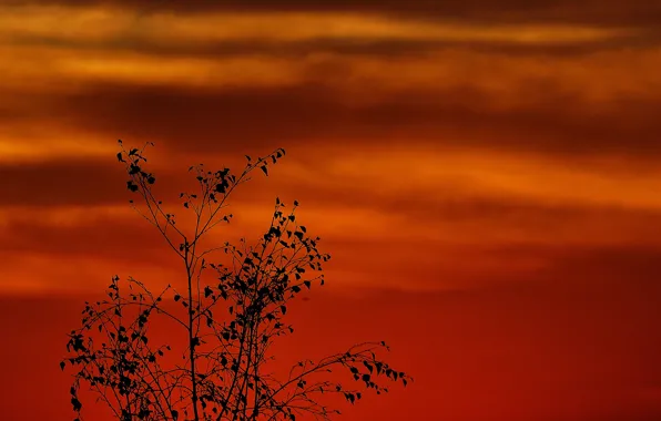 Picture the sky, clouds, trees, silhouette, glow