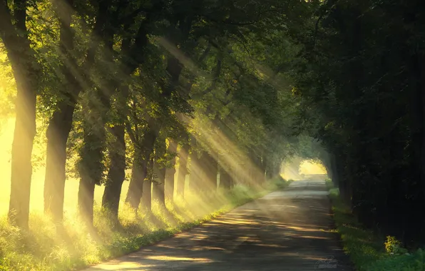 Road, summer, light, trees, nature
