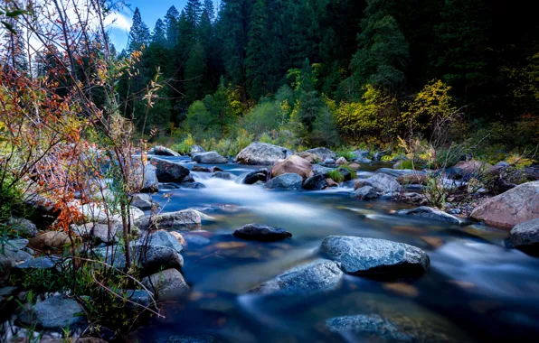 Autumn, forest, landscape, nature, river, stones, CA, USA