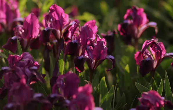 Purple, flowers, iris