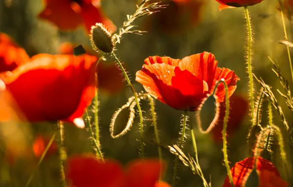 Flowers, red, Maki, bokeh