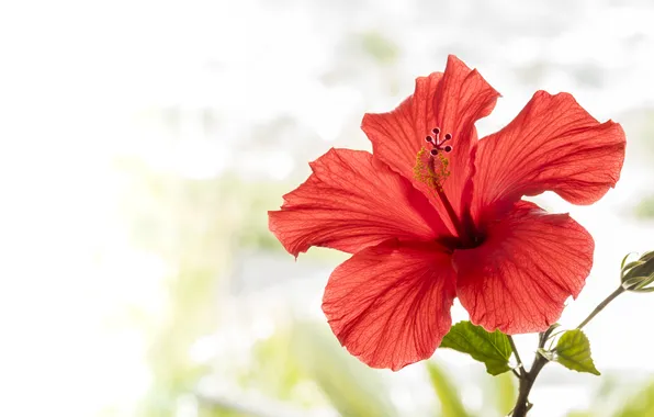 Flower, macro, flowers, red, branch, light background, bokeh, hibiscus