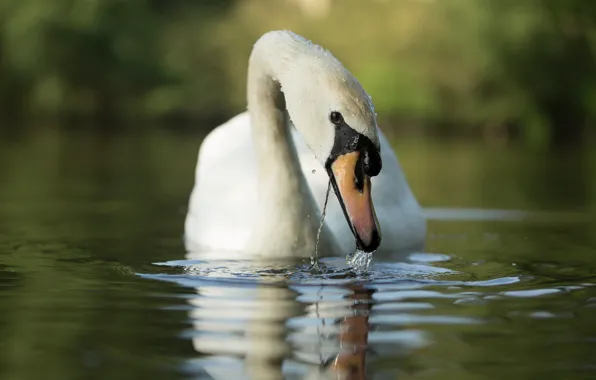 Picture bird, Swan, pond, Alastair Marsh