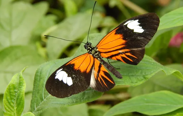 Leaves, microsemi, butterfly, wings, insect, beautiful, closeup