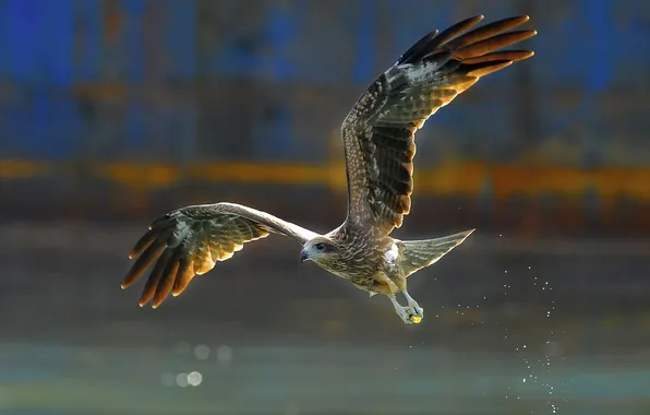 Water, squirt, bird, wings, beak