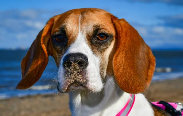 Look, face, portrait, dog, ears, Beagle