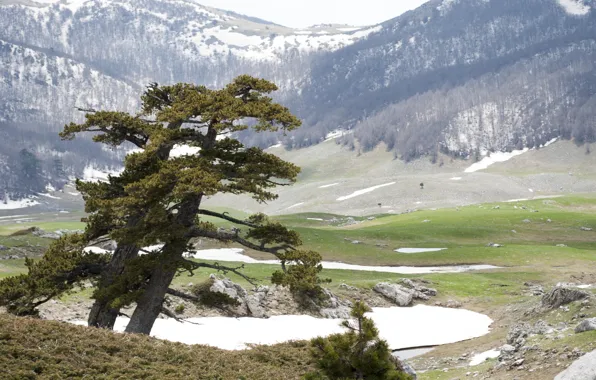 Landscape, Italy, nature, park, snow, tree, landscape colorful trees, landscape. mountain