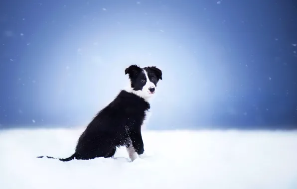 Winter, look, snow, nature, fog, black, dog, the snow