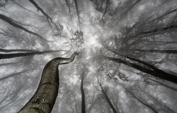 Picture trees, branches, fog, trees, fog, branches, Tom Pavlasek