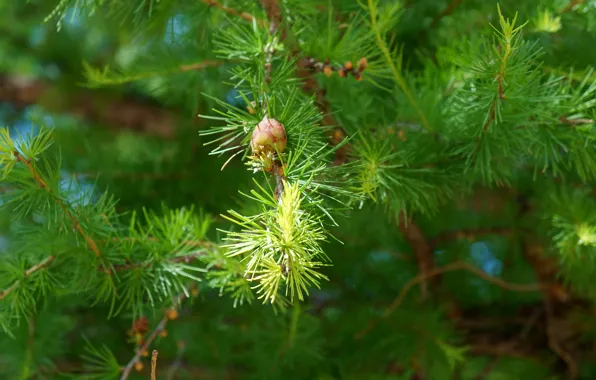 Trees, needles, Spruce, bumps