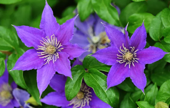 Purple, clematis, clematis