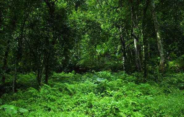 Picture greens, forest, grass, trees, tropics, jungle, Jungle