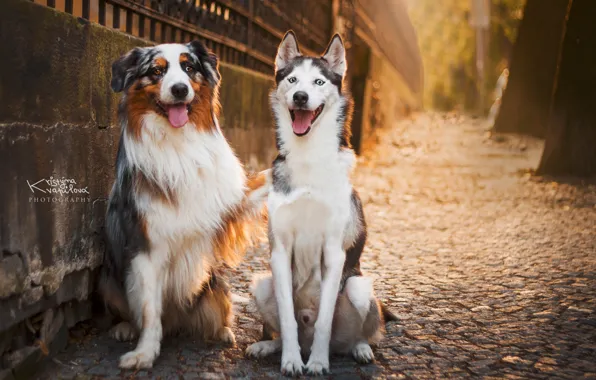 Picture road, fence, sitting, husky, Border collie, KristynaKvapilova