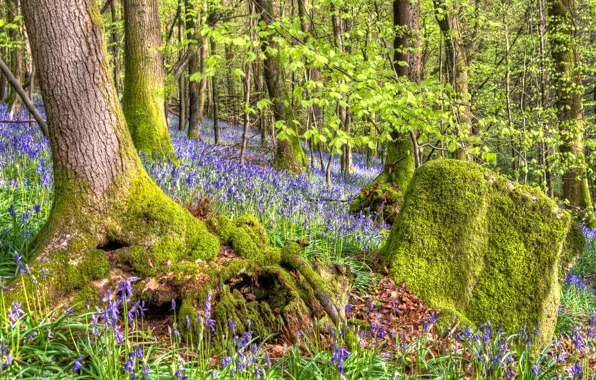 Picture forest, grass, trees, flowers, stones, moss, slope