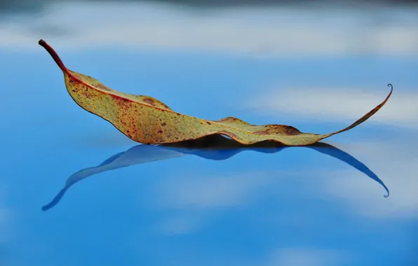 Picture autumn, leaves, reflection