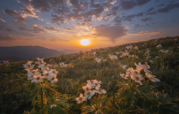 Sunset, flowers, mountains, Russia, anemones, Stavropol Krai, Nargiza Kakharova