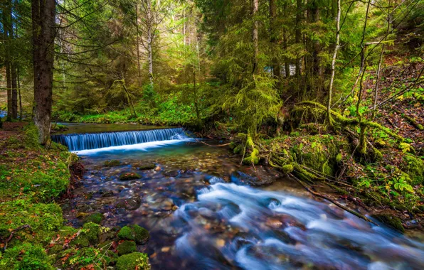 Greens, autumn, forest, leaves, stream, for, waterfall, moss