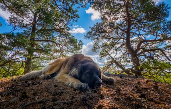 The sky, clouds, trees, dog