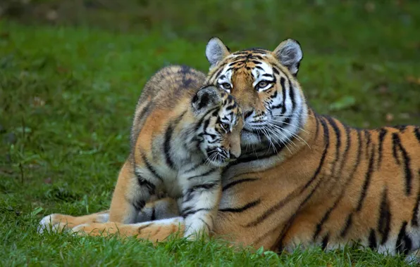Grass, glade, baby, pair, weasel, tigers, mom, tigress