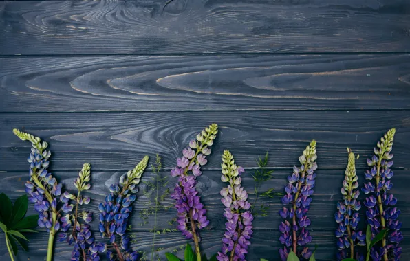 Flowers, background, wood, flowers, purple, lupins, lupine