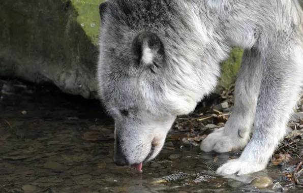 Picture grey, wolf, predator, profile, drink