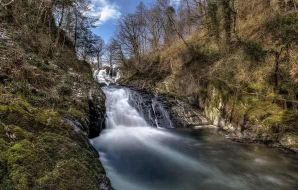Forest, landscape, nature, river, spring