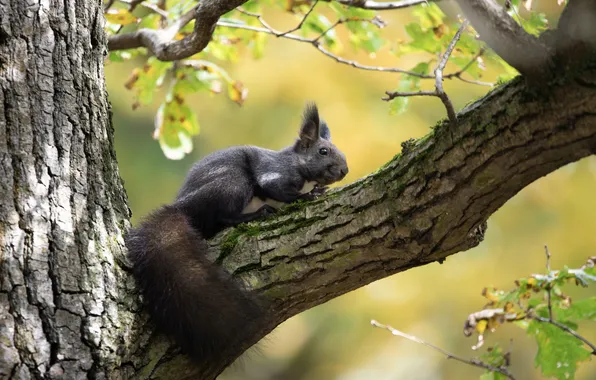 Look, leaves, tree, branch, protein, tail, grey