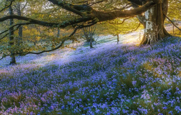 Forest, trees, flowers, Scotland, bells, Scotland, Bluebell Wood, Gartmore