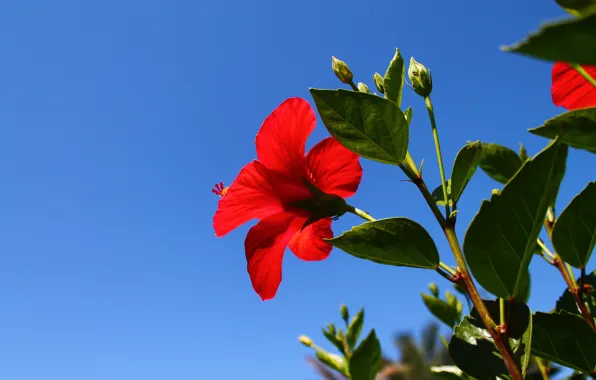 Picture the sky, flowers, blue, red