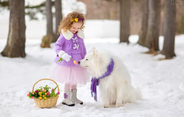 Snow, basket, dog, girl, tulips, Samoyed