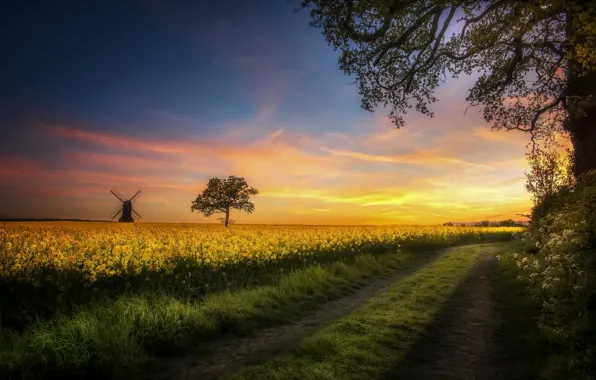 Road, field, summer, rape